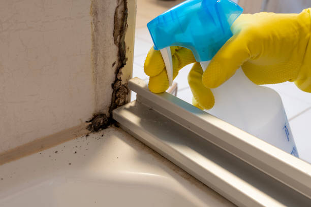 Best White Mold Remediation in Whitg, IN