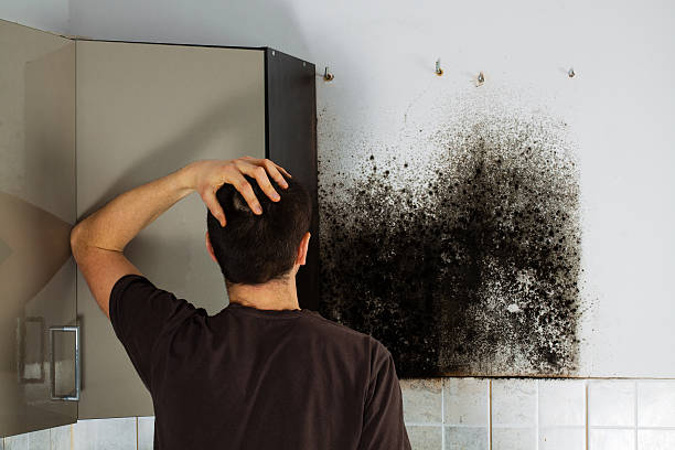 Best Emergency Mold Remediation in Whitg, IN
